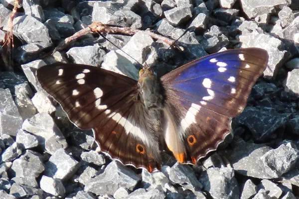 Grosser Schillerfalter mit Blauschiller