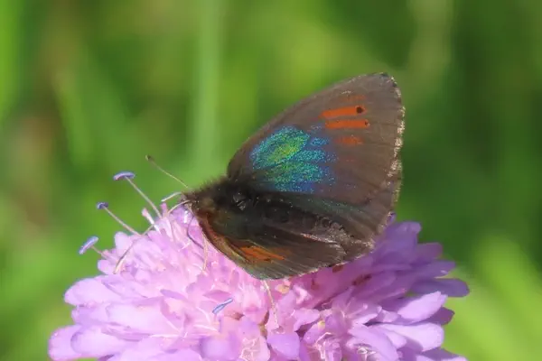 Schweizer Schillernder Mohrenfalter schillert grün-blau