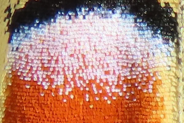 Flügeldetail Schwalbenschwanz