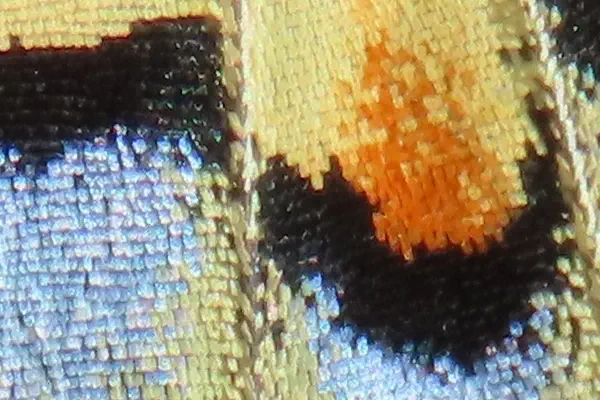 Flügeldetail Schwalbenschwanz