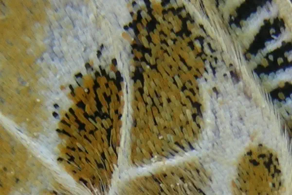 Flügeldetail Distelfalter