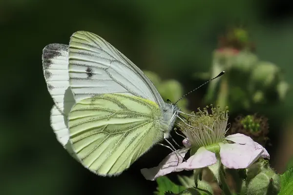 Grünaderweissling