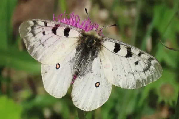 Alpenapollo