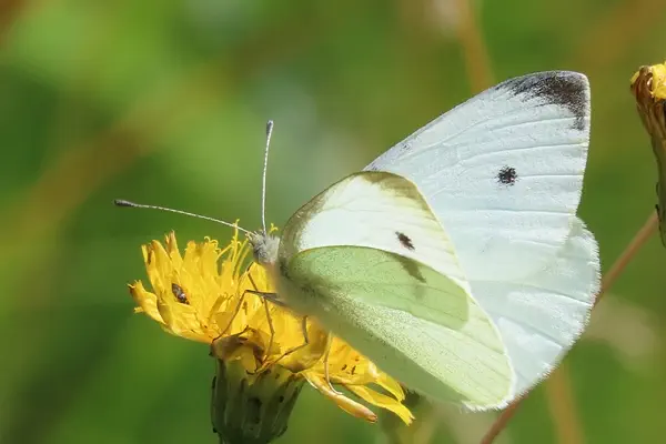 Kleiner Kohlweissling