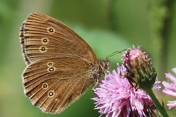 Brauner Waldvogel