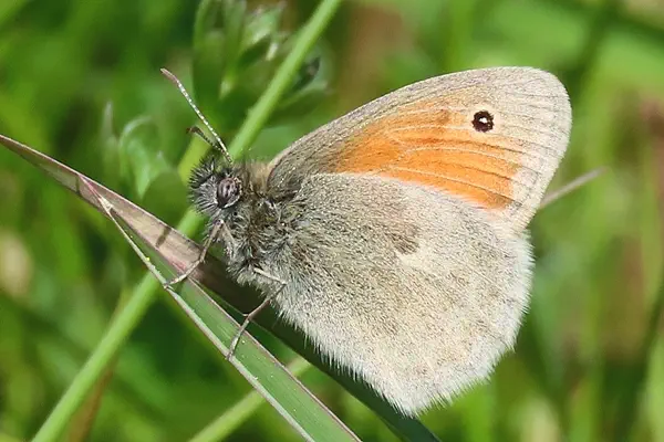Kleines Wiesenvögelchen