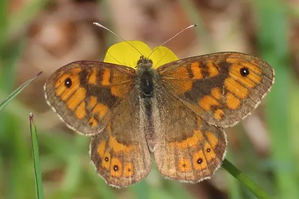 Mauerfuchs