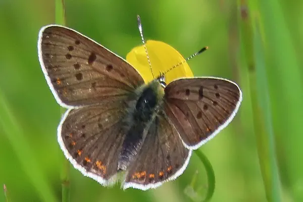 Brauner Feuerfalter