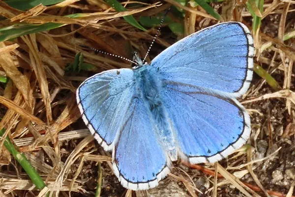 Himmelblauer Bläuling
