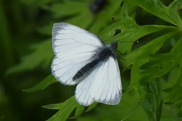 Bergweissling
