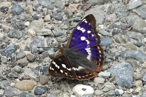 Kleiner Schillerfalter