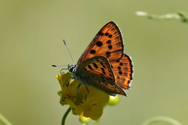 Violetter Feuerfalter