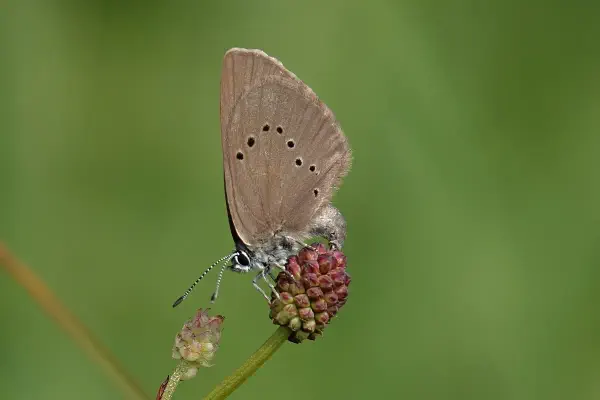Dunkler Wiesenknopf-Ameisenbläuling
