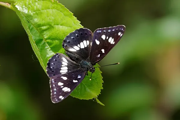 Blauschwarzer Eisvogel