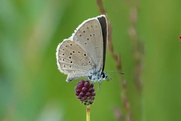 Heller Wiesenknopf-Ameisenbläuling
