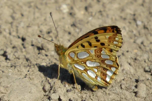 Kleiner Perlmutterfalter Kleiner Perlmutterfalter