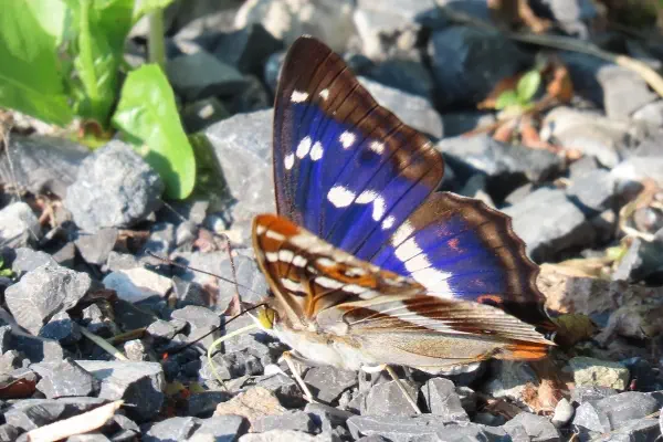 Grosser Schillerfalter Grosser Schillerfalter