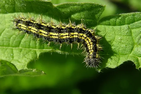 Raupe Kleiner Fuchs