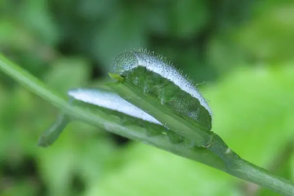 Raupe Aurorafalter