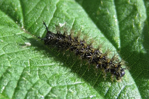 Raupe Landkärtchen