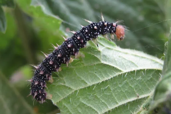 Raupe Tagpfauenauge