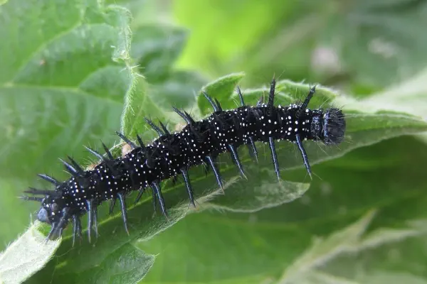 Raupe Tagpfauenauge