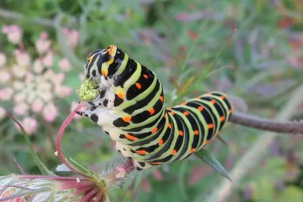 Raupe Schwalbenschwan