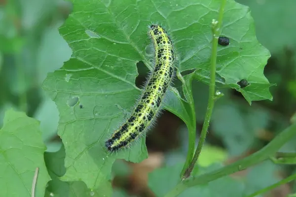 Raupe Grosser Kohlweissling