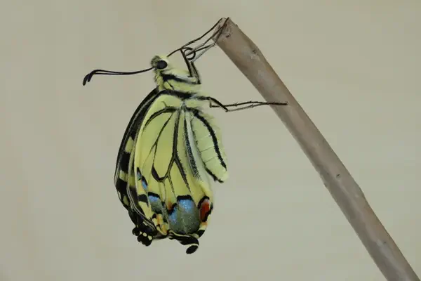 Zitronenfalter Vorpuppe