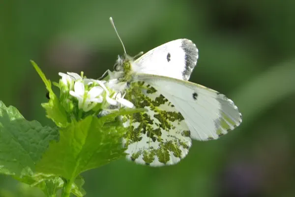 Weiblicher Aurorafalter