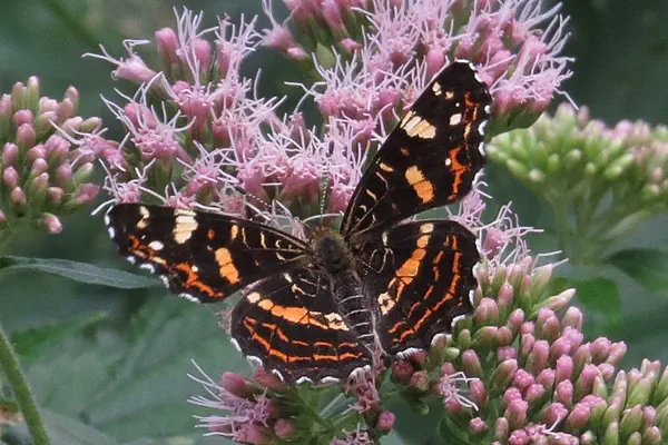 Landkärtchen Mischform