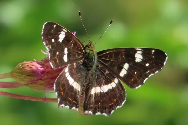 Landkärtchen Sommerform